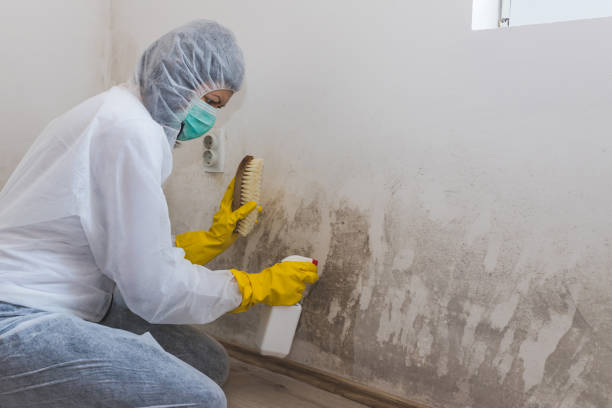 Best Mold Remediation for Specific Building Types in Saint Johns University, MN