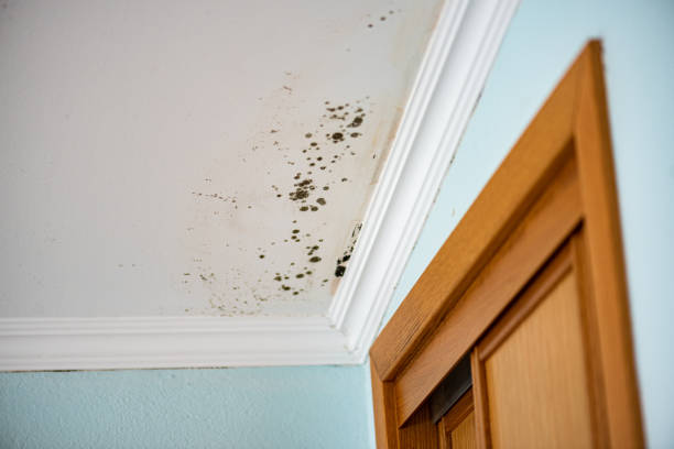 Best Localized Mold Remediation (e.g., coastal areas, humid climates) in Saint Johns University, MN