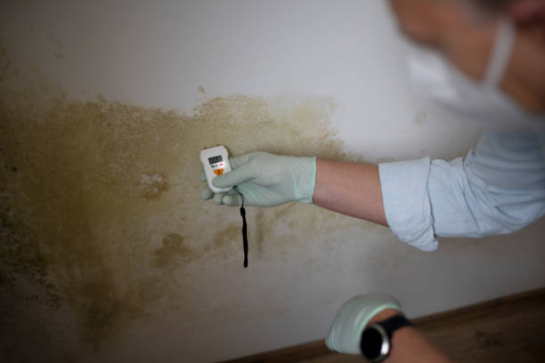 Best Preventive Mold Services in Saint Johns University, MN