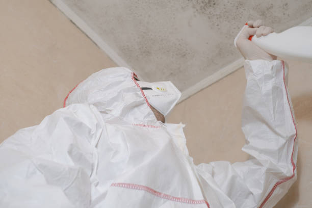 Best Kitchen Mold Remediation in Saint Johns University, MN