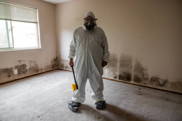 Best Basement Mold Remediation in Saint Johns University, MN