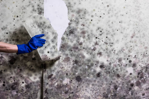 Best Insurance-Related Mold Remediation in Saint Johns University, MN